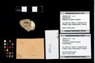 Foto (Objekt + Etikett) von Pithonoton sp.  (NHMW-GEO-1990-0041-4377)